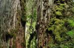 Um par de gigantescos alerces em trilha no parque de Pumalín, região de Chaitén, na Carretera Austral, sul do Chile